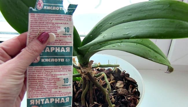 таблетки и комнатные растения