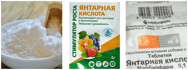 как выглядит