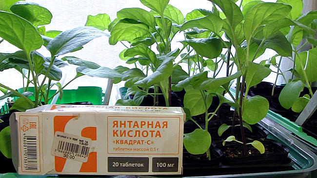 янтарная кислота