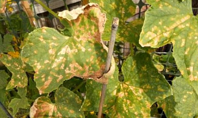 pernoposporoz