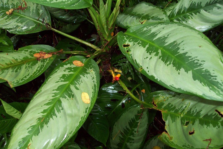 Болезни и вредители
