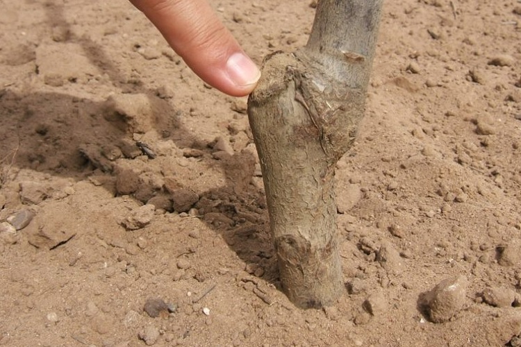Корневая шейка