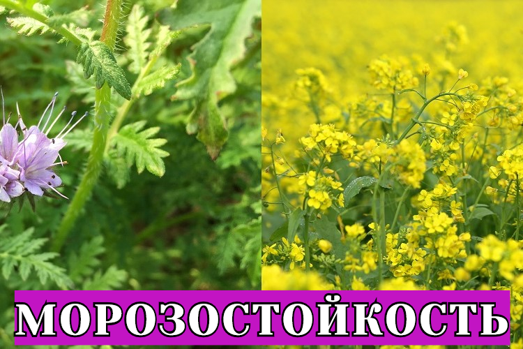 Морозостойкость