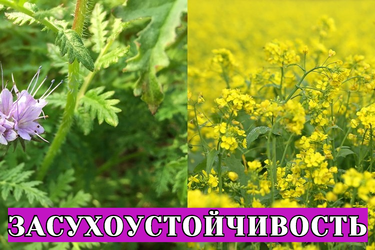 Засухоустойчивость