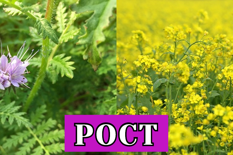 Рост