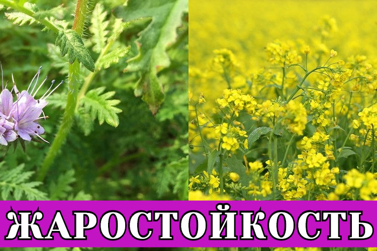 Жаростойкость