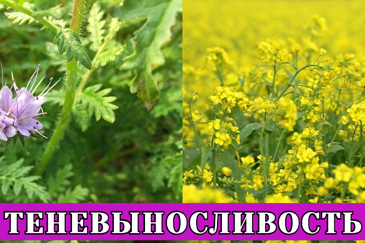 Теневыносливость