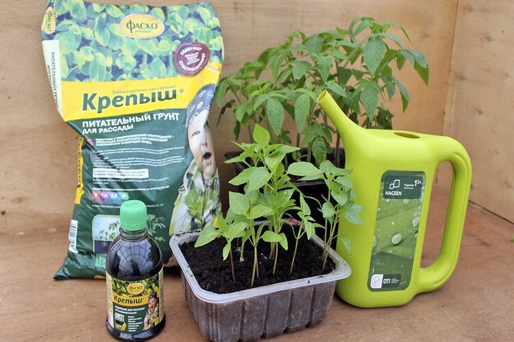 «Крепыш»