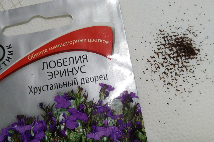 Семена крупным планом