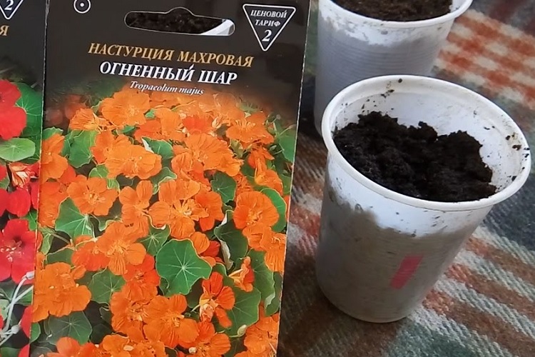Посев