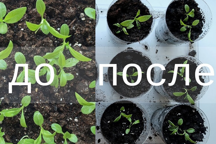 До и после пикировки