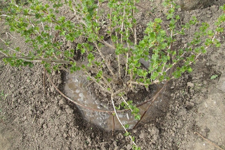 Крыжовник
