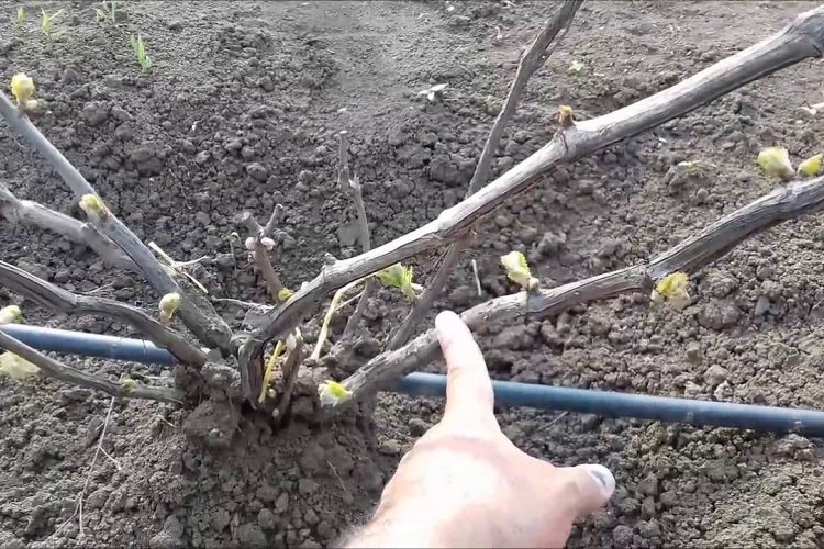 Зеленый конус винограда