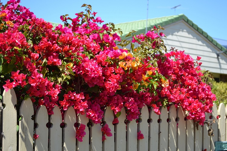 Бугенвиллея