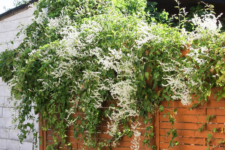 Фаллопия Ауберта (горец Ауберта)