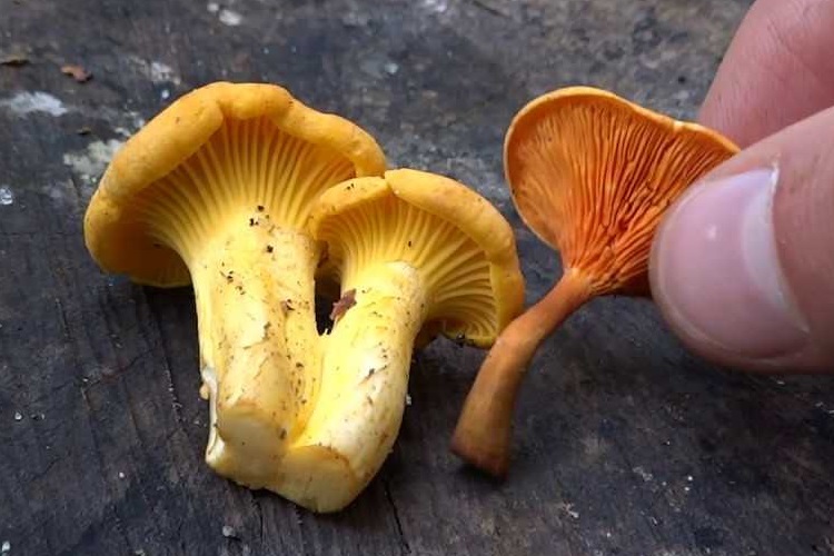 Ложные лисички в руке