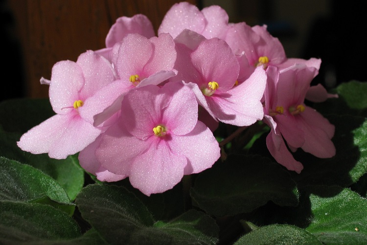 Сенполия (узамбарская фиалка)