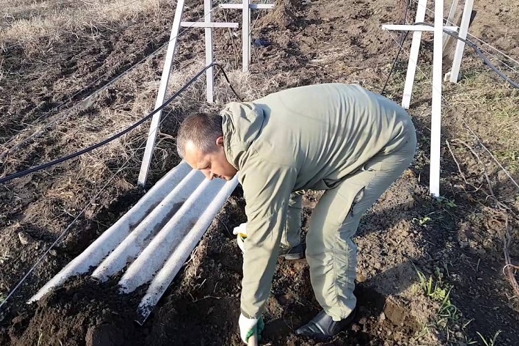 Укрытие винограда шифером