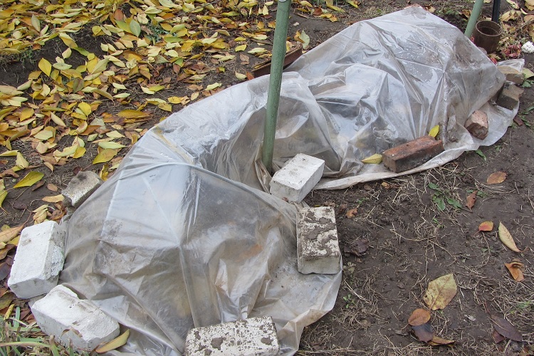 Укрытый виноград